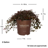 2 Gallon purple pixie loropetalum chinese fringe flower with average shipped dimensions. Ships at approx 5-7 inches tall by 8-10 inches wide