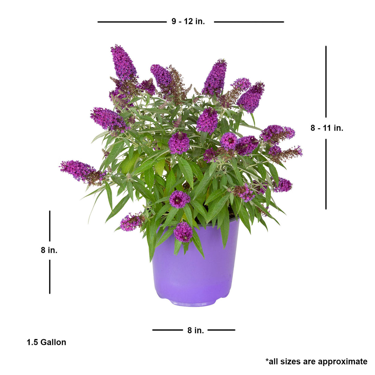 1.5 Gallon Butterfly Candy Lil Grape Butterfly bush with shipped plant dimensions. Ships at approx 8-11 inches tall by 9-12 inches wide