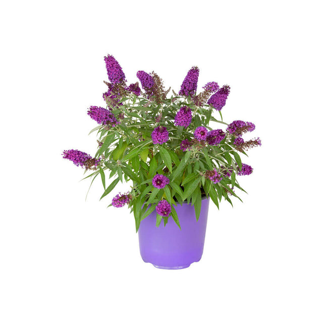 1.5 Gallon Lil Grape Butterfly Bush for sale. Purple flowering plants that attract butterfly bush with purple flowers