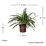 Shipped dimensions of a 1.5 Gallon Queen Mum Agapanthus plant