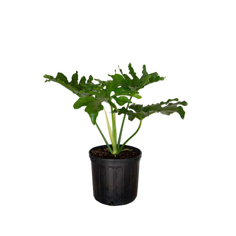 2.5 gallon Split leaf philodendron in a black nursery container
