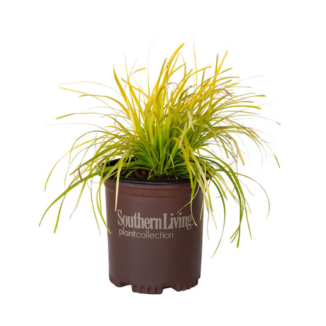 lime green carex everillo for sale online sedge grass 