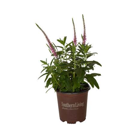 2.5 Quart Moody Blues Pink Veronica for sale with pink flower spikes and green foliage in a brown southern living plant collection pot on a white background