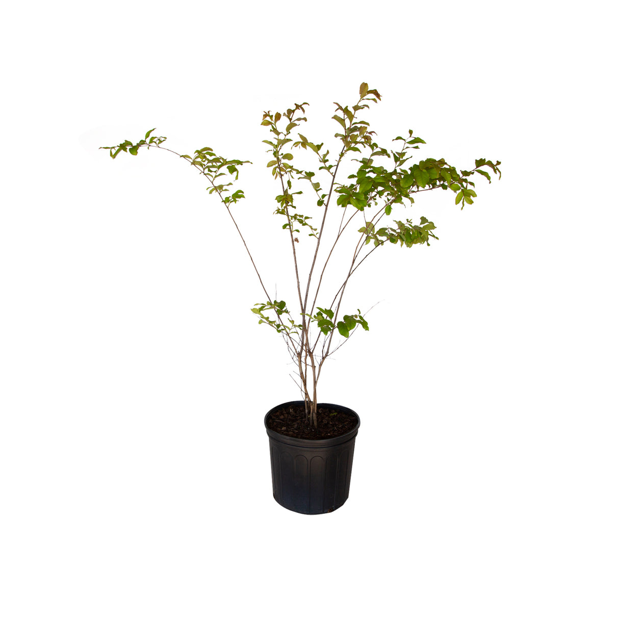 2.5 Gallon Natchez Crape myrtle tree with green leaves and white flowers in a black nursery pot on a white background