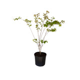 2.5 Gallon Natchez Crape myrtle tree with green leaves and white flowers in a black nursery pot on a white background