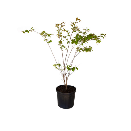 2.5 Gallon Natchez Crape myrtle tree with green leaves and white flowers in a black nursery pot on a white background