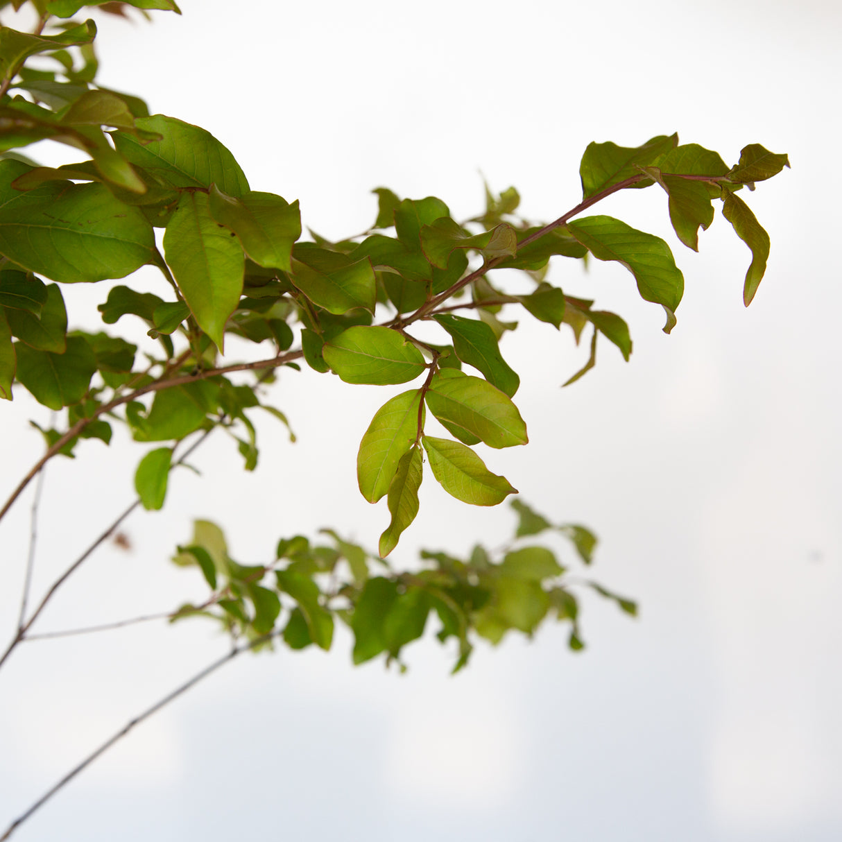 Closeup of Natchez Crape Myrtle leaves on a white background