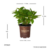 dear dolores average size shipped 2.5qt southern living plant collection