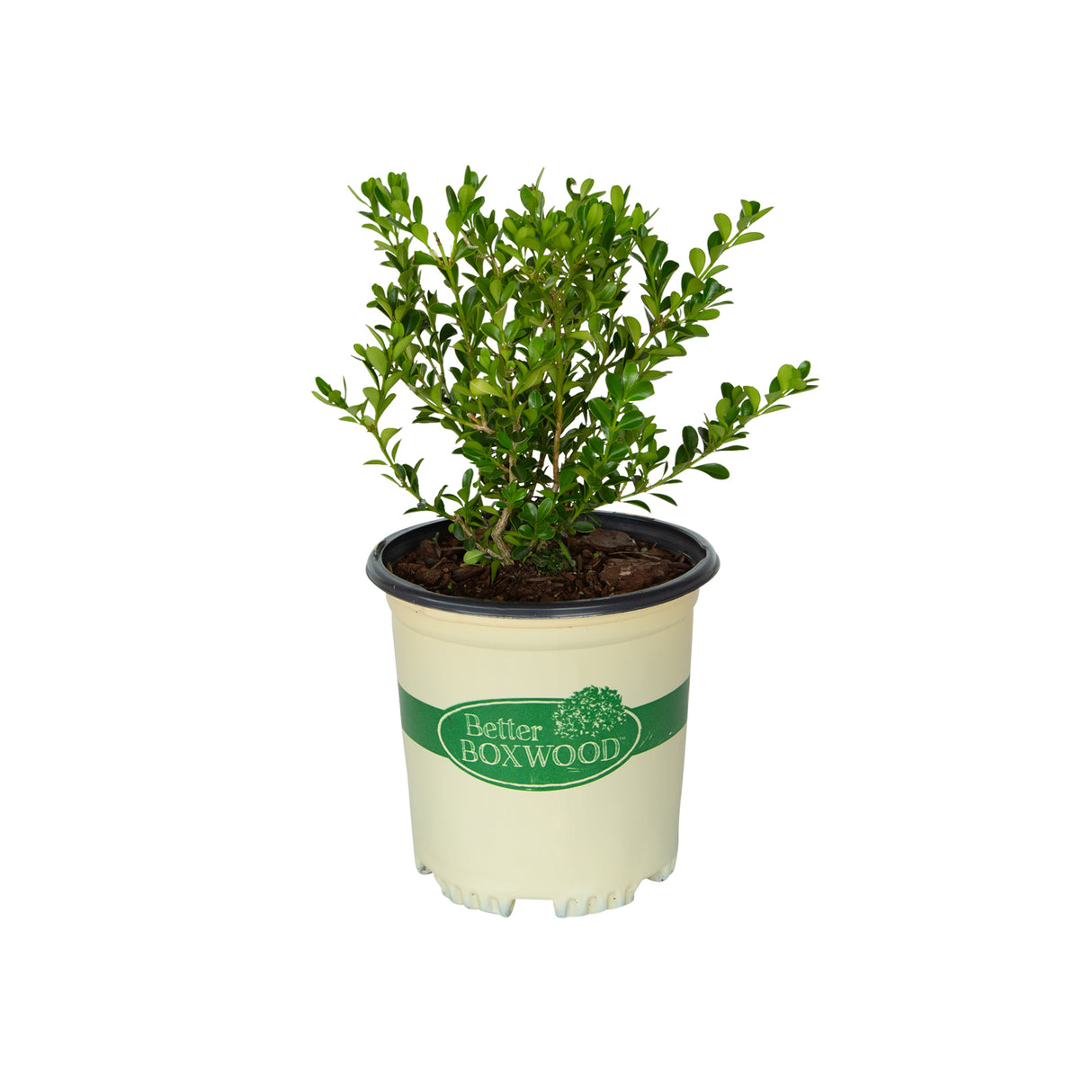 Renaissance Boxwood plant for sale with bright green foliage in a tan better boxwood container on a white background