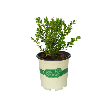 Renaissance Boxwood plant for sale with bright green foliage in a tan better boxwood container on a white background