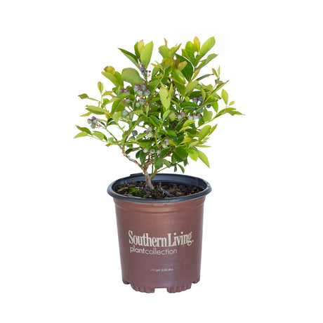 2.5 Quart Takes the Cake Blueberry Plant with green foliage and young blueberry fruit in a brown southern living plant collection pot on a white background