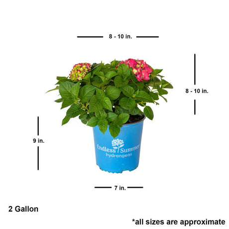 2 gallon summer crush hydrangea for sale with shipped plant dimensions. Ships at approx 8-10 inches tall by 8-10 inches wide