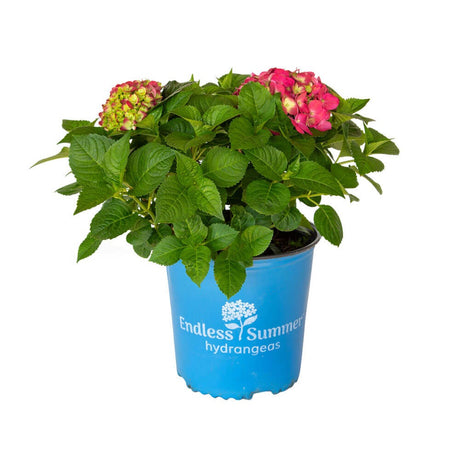 2 gallon summer crush hydrangea for sale. buy hydrangeas online endless summer for sale deciduous foliage