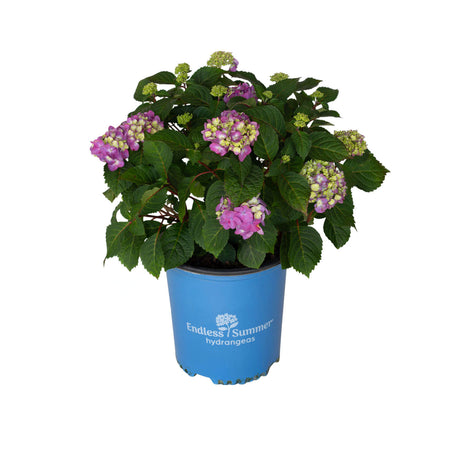 2 Gallon Bloomstruck Hydrangea for sale in light blue endless summer hydrangea container