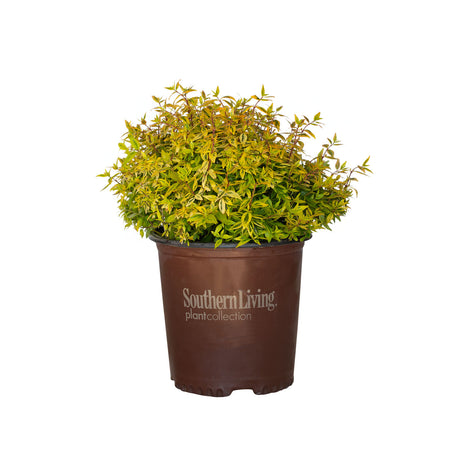 2 Gallon Suntastic Peach Abelia with green and yellow tinted foliage in a brown Southern Living Plant Collection pot on a white background