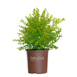 2 gallon Sunshine Ligustrum with soft green and yellow foliage