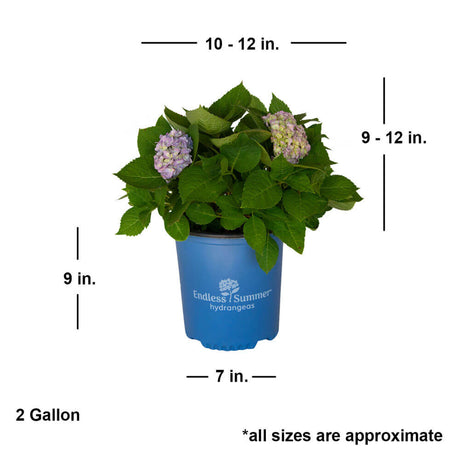 2 Gallon the origina endless summer hydrangea for sale with shipped dimensions. Ships approx 9-12 inches tall by 10-12 inches wide