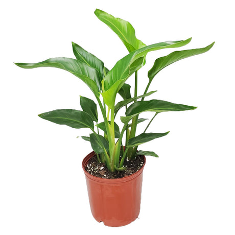 2 Gallon Bird of Paradise Plant for sale with large tropical green leaves in an orange nursery pot on a white background
