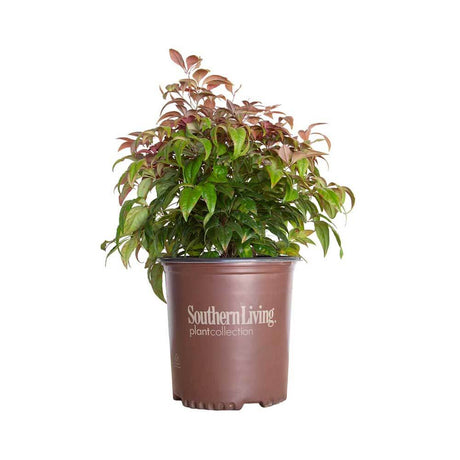 2 Gallon Blush Pink Nandina for sale with pink, blush and green leaves. Heavenly Bamboo plant in a southern living plants pot on a white background
