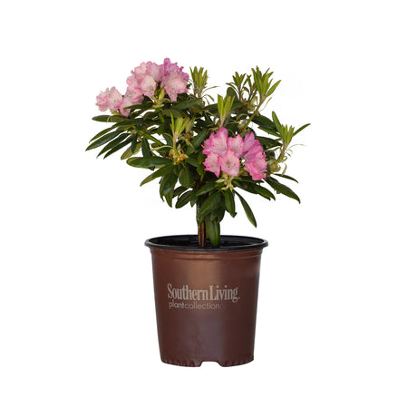 2 Gallon south gate Brandi Rhododendron bush with pink flowers and glossy green foliage in a brown southern living plants pot on a white background