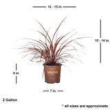 design a line cordyline plants for sale online with average shippped size. Plants ship at approx 10-14 inches tall by 12-15 inches wide