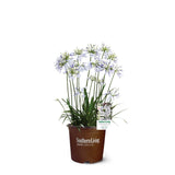 1.5 Gallon Indigo Frost Agapanthus for sale with white and purple flowers on long green stems with strappy green foliage in a Southern Living Plants Container