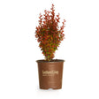 2 Gallon Orange Rocket Barberry for sale obline red orange green leaves Southern Living Plant Collection 