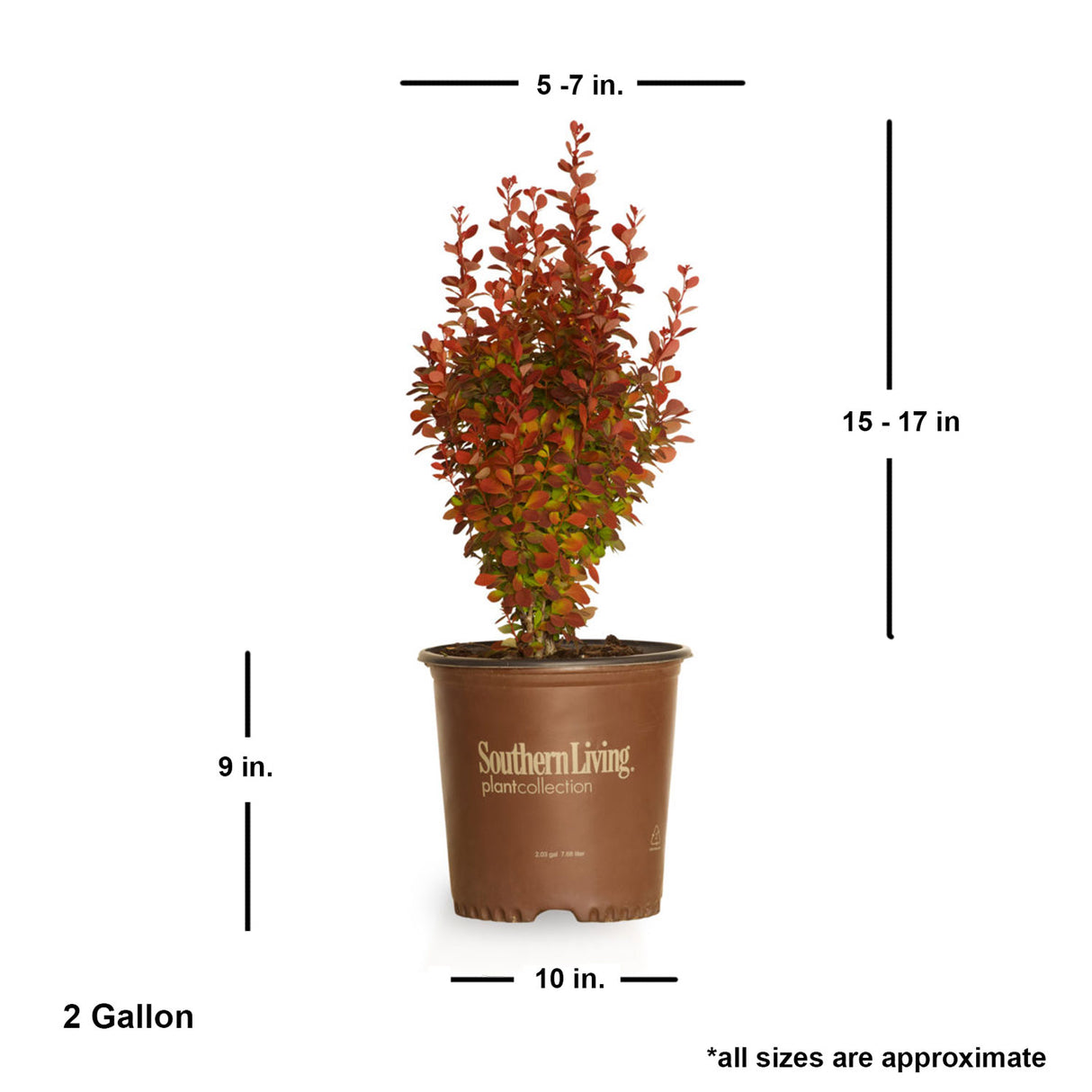 2 Gallon Orange Rocket Barberry for sale with shipped dimensions. Approx 15-17 inches tall by 5-7 inches wide when shipped