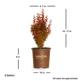 2 Gallon Orange Rocket Barberry for sale with shipped dimensions. Approx 15-17 inches tall by 5-7 inches wide when shipped