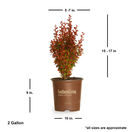 2 Gallon Orange Rocket Barberry for sale with shipped dimensions. Approx 15-17 inches tall by 5-7 inches wide when shipped