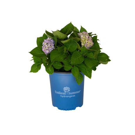 2 Gallon The Original Endless Summer Hydrangea for sale with 2 purple and pink hydrangea flowers and lush green foliage in a blue Endless summer Hydrangea container on a white background