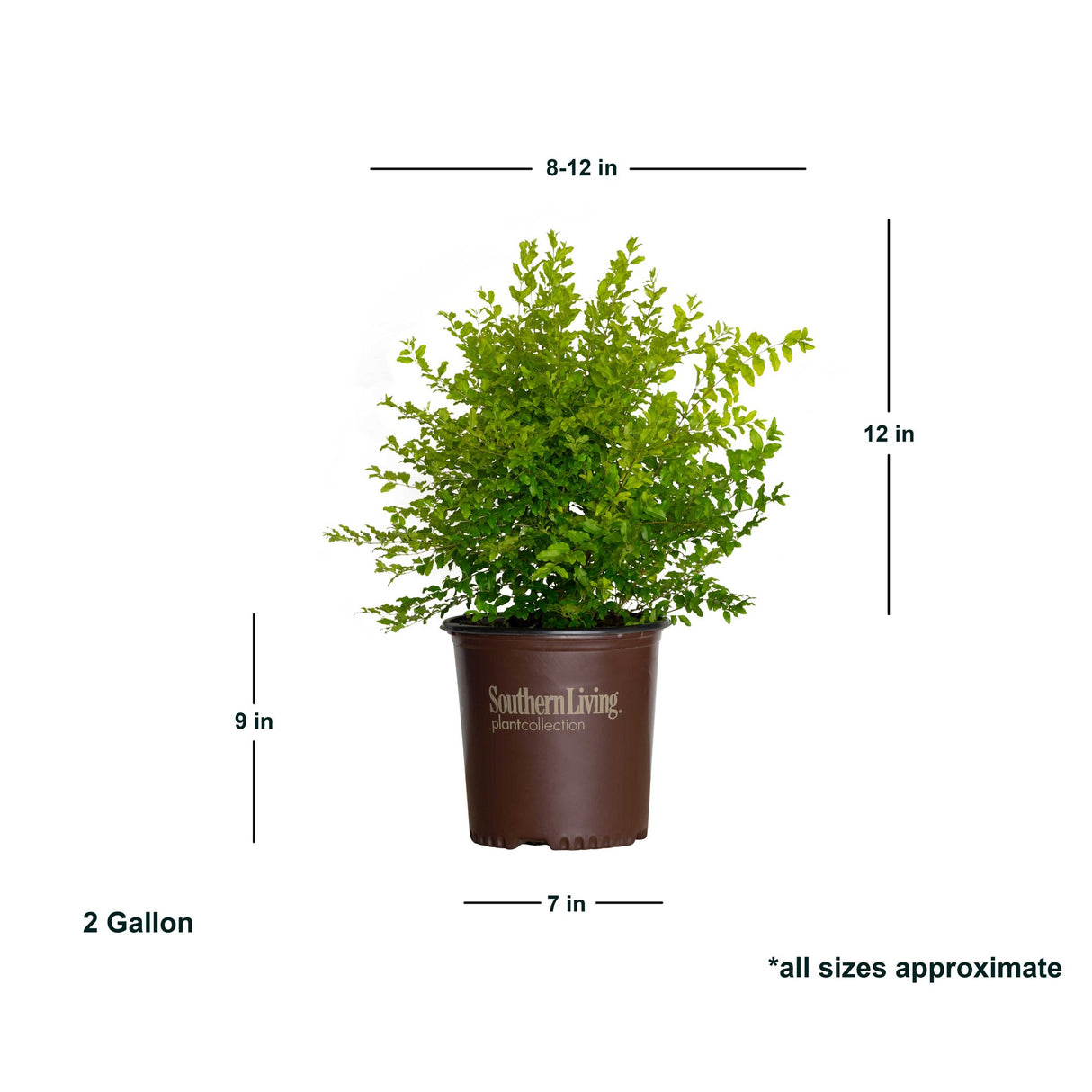 2 gallon Sunshine ligustrum plant with dimensions. Shipped ligustrum shrub is 8-12" wide and 12" tall