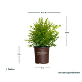 2 gallon Sunshine ligustrum plant with dimensions. Shipped ligustrum shrub is 8-12" wide and 12" tall