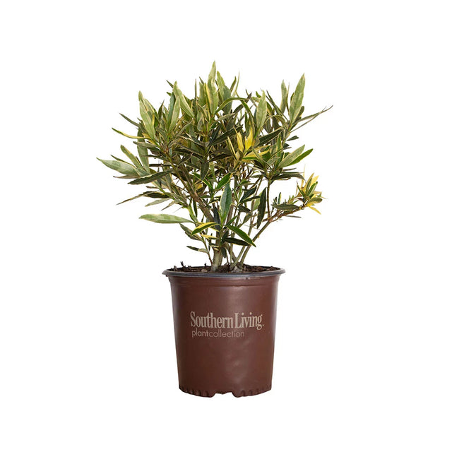 2 gallon twist of pink oleander for sale with variegated leaves and bright pink flowers in a southern living plant container on a white background