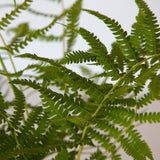 southern texas ferns for sale online 