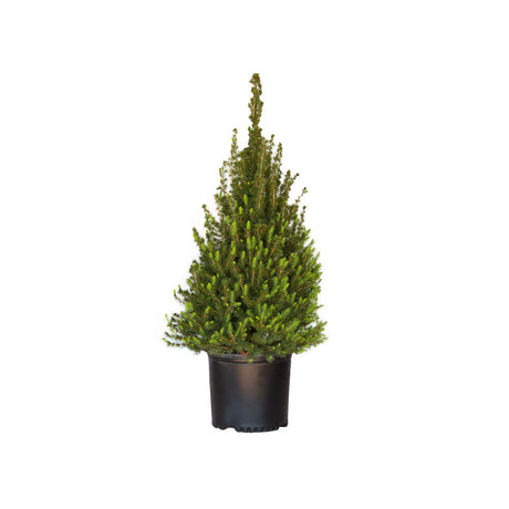 3 gallon dwarf alberta spruce privacy tall fast growing free
