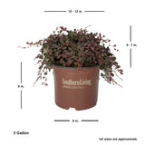 3 gallon purple pixie loropetalum with shipped plant dimensions. Ships at approx 5-7 inches high by 10-12 inches wide