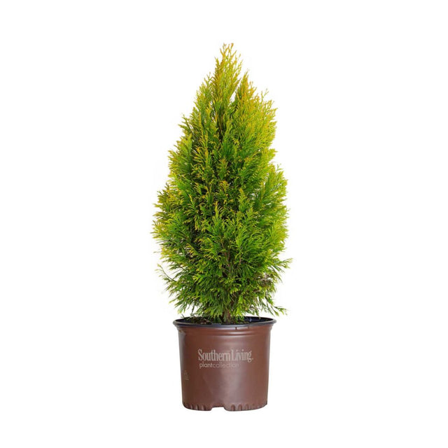 3 gallon forever goldy arborvitae for sale in a brown southern living plant collection brown pot