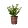 2.5 Quart Diamond Spire Gardenia with upright habit, evergreen leaves and fragrant white flowers in a nursery container