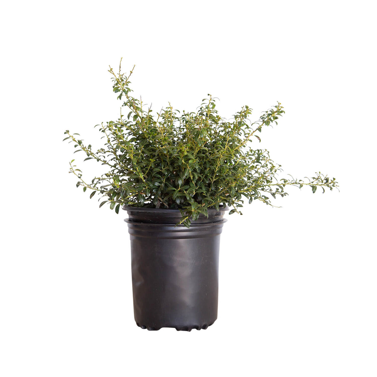 2.5 quart soft touch holly shrub for sale online in black nursery container