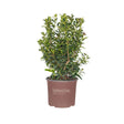 fast growing oakland holly tree for sale online easy to grow