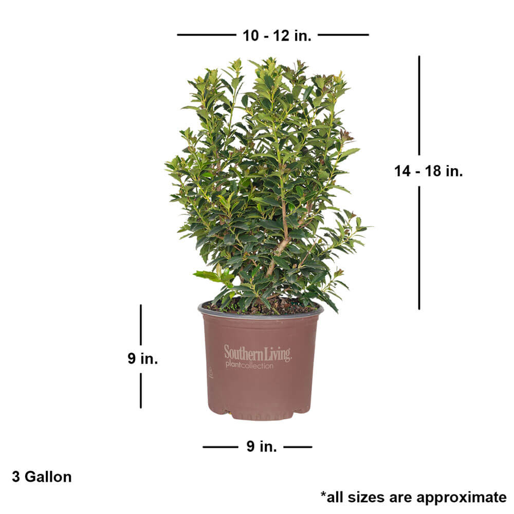 southern living oakland holly tree dimensions for sale online