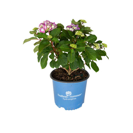 3 Gallon Bloomstruck Hydrangea for sale in light blue endless summer hydrangea container