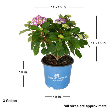 3 gallon bloomstruck hydrangea purple mophead blooms bigleaf with dimensions. Ships at approx 11-15 inches tall by 11-15 inches wide