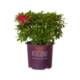 3 Gallon Encore Azalea Autumn Sangria for sale with pink flowers and green leaves in burgundy encore azalea container on a white background