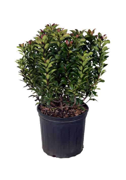 2.5 gallon rhaphiolepis umbellata minor for sale with glossy green foliage in a black pot