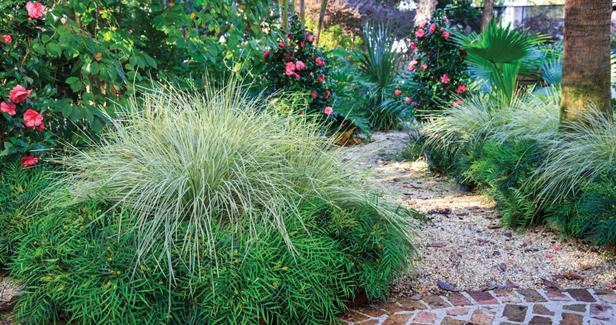 Lomandra Platinum Beauty planted in the landscape with mahonia soft caress