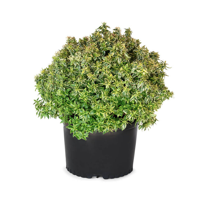 2.5 Gallon Abelia Radiance for sale with variegated green and yellow foliage in a black nursery pot on a white background