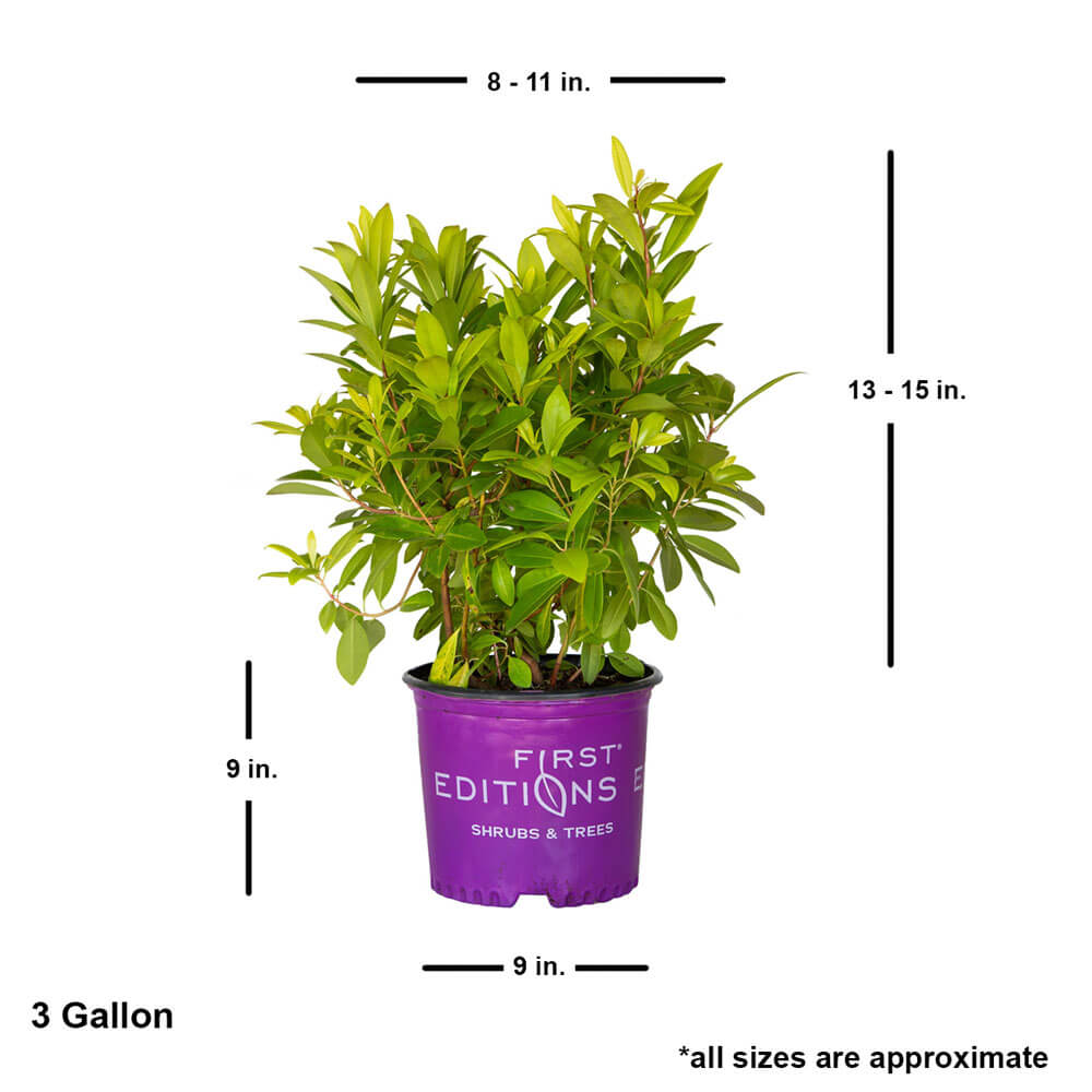 3 gallon bannappeal illicium small anise tree for sale online. Ships at approx 13-15 inches all by 8-11 inches wide