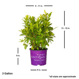 3 gallon bannappeal illicium small anise tree for sale online. Ships at approx 13-15 inches all by 8-11 inches wide